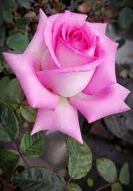 Anladim Ki Dunya Fani Rose Flower Beautiful Rose Flowers Hybrid Tea Roses