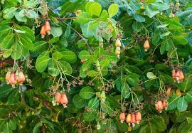 We did not find results for: 2 586 Cashew Tree Photos Free Royalty Free Stock Photos From Dreamstime