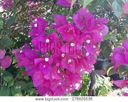 Membuat bunga dari kertas ini bisa untuk mengisi waktu luang untuk mendekorasi rumah anda dengan cara di tempelkan di. Bougainvillea Called Image Photo Free Trial Bigstock