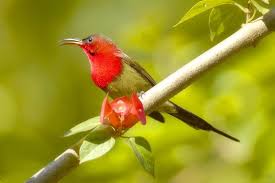 Pin On Birds Of A Feather