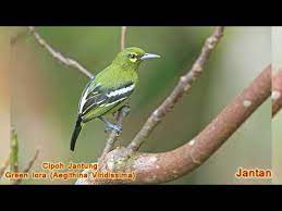Burung decu whinchat burung pekin robin foto burung anis merah jawara. Macam Macam Burung Cipoh Sirtu Sirdung Ioras Aegithinidae Youtube