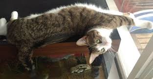 Katzentagebuch Gluckskatze Gluckskatze Katzen Kleine Katzen