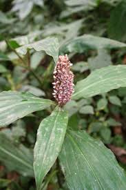 Image result for Palisota