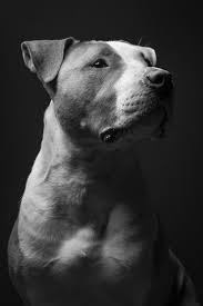 webster by bryan szucs 500px kopek