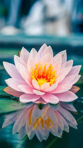 La Preciosa Fuente De Oxigeno Lotus Flower Art Lotus Flower Wallpaper Flowers Photography