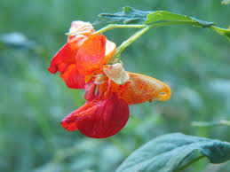 Image result for Impatiens zombensis