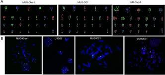 Chordoma does not discriminate on age, sex, ethnicity, geography or sexual orientation. Higher Cmet Dependence Of Sacral Compared To Clival Chordoma Cells Contributing To A Better Understanding Of Cmet In Chordoma Scientific Reports