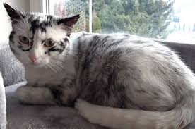 Harga kucing anggora terbilang cukup mahal hal ini karena kucing anggora diketegorikan sebagai kucing yang terkenal akan kecantikannya. Karena Vitiligo Bulu Kucing Ini Berubah Warna Lo Apa Itu Vitiligo Semua Halaman Bobo