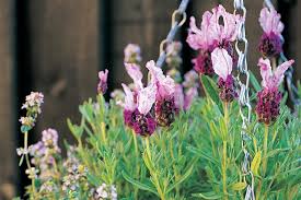 If you wanted to choose just one or two varieties to grow to help the bees, we suggest any variety of scabiosa or a wild flower would be ideal. Xmcxtj2g5z82nm
