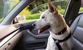 If you're not sure or don't have proof your dog. Rules And Tips For Travelling To Europe With Pets
