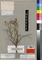 Image result for Hibiscus malacospermus