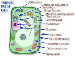 As in all animal cells, the cells of the human cheek do not possess a cell wall. Cell Parts Genetics Note