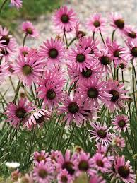 Image result for Echinacea Lustre hybrids