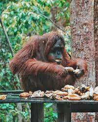  Ketua Geng Orang Utan Lagi Makan Yang Lain Ga Berani Gangguin Waktu Ngeliat Feeding Di Camp Lackey Tanjung Puting Kemarin Orang Utan Yang Satu Ini Terlihat B