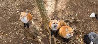 Well i have no problem with foxes coming to the garden as far as i am concerned it is part of nature and they have as the only answer i know is dig up or use a pesticide. Foxes In Garden What You Need To Know Fantastic Gardeners Blog