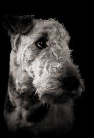 Our airedales are purebreds, not crossed with other breeds such as labrador or irish terrier, etc. Madame Airedale Dogs Airedale Terrier Dog Life