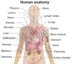 Those were translated from latin to. Anatomy Of Upper Body Anatomy Drawing Diagram