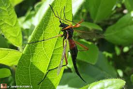 Une Belle Tipule A L Abdomen Rouge Et Noir Le Jardinoscope Toute La Vie Animale De Nos Parcs Et Jardins Vie Animale Parc Et Jardin Animaux