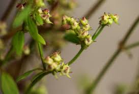 Image result for Mitrasacmopsis