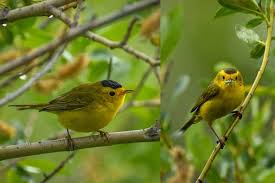 My first thought was a female pine warbler, as the location falls within its range. Sounds Wilson S Warbler Rocky Mountain National Park U S National Park Service