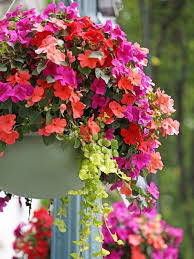 Common hanging plants that bloom from spring to fall encourage longer hummingbird visits, but plants with the right colors that bloom for a few. 18 Best Hanging Plants For Indoors And Out Bob Vila Bob Vila
