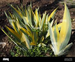 Image result for Chlorophytum macrorrhizum