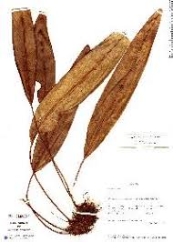 Image result for Elaphoglossum mildbraedii