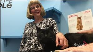 Most cats do come back, i heard they hv a 20 km radius that they can find you, it can be weeks. The Cat Came Back Missing Peterborough Feline Returns 69 Days Later Peterborough Globalnews Ca