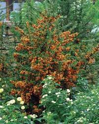 8 Trees And Shrubs With Showy Fall Fruit Finegardening Shrubs Fall Plants Fall Fruits