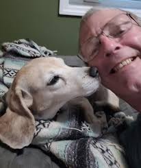 Beagles make great friendly companions