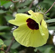 Image result for Hibiscus pusillus