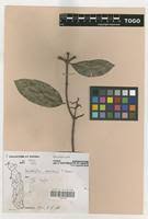 Image result for Landolphia landolphioides