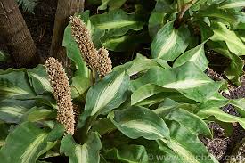 Image result for Palisota