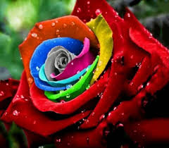 Download 20.000+ gambar bunga mawar merah & putih gratis. Gambar Bunga Mawar Cantik Home Facebook