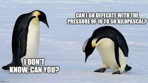 Club penguin memes are epic and super hilarious, kudos to all the fans and creative minds who have made these. Penguin Meme That I Thought Was Funny Credit Goes To Seniorpenguinos On Instagram Penguin