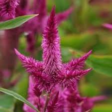 Celosia Celway Purple Purple Types Of Flowers Flower Spike