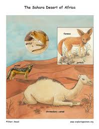 Use hints to reveal letters in answer or use hints to remove letter choices bonfire media. 470 School Desert Life Ideas Desert Animals Desert Life Desert Biome