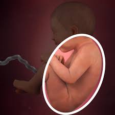36 Wochen Schwanger Babycenter