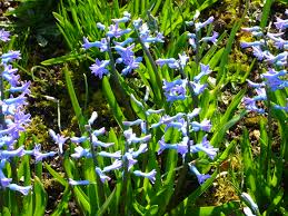 Image result for Hyacinthaceae
