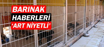 Buyuksehir Den Barinak Iddialarina Bir Yanit Daha Gundem Habere Ulasmanin Anlik Adresi