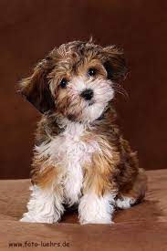 My dogs are all raised in the house. Red Havanese I M Obsessed Havanese Puppies Havanese Dogs Cute Dogs