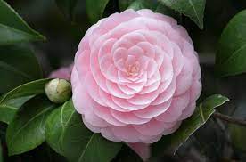 Picture Of The Day Pink Perfection Flowers Camellia Flower Satisfying Pictures
