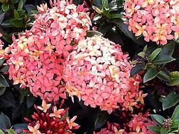 Image result for Ixora coccinea