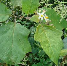 Image result for Solanum torvum