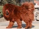 Tibetan Mastiff price range. How much does a Tibetan ...