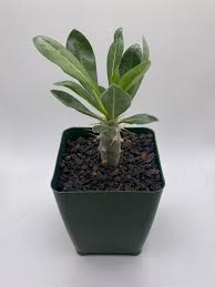 Image result for Pachypodium saundersii