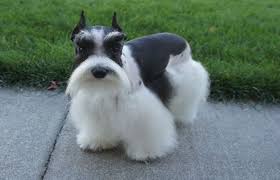 Huxley will bark when he needs water, use his paw to tap me when he needs something. 20 Things Only Schnauzer Owners Would Understand