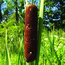 Image result for Typha