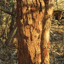 Image result for Pericopsis