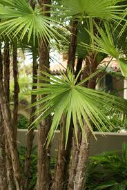 Image result for Acoelorrhaphe wrightii